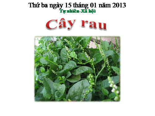 Bài 22. Cây rau