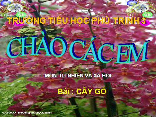 Bài 24. Cây gỗ