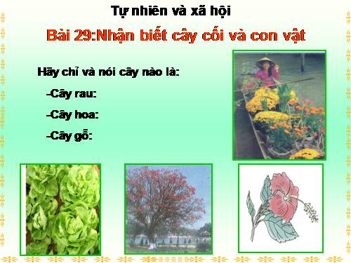 Bài 29. Nhận biết cây cối và con vật