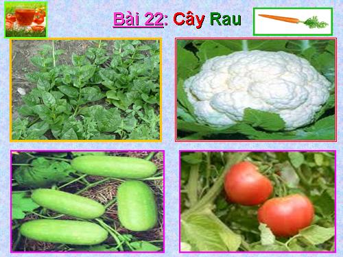 Bài 22. Cây rau