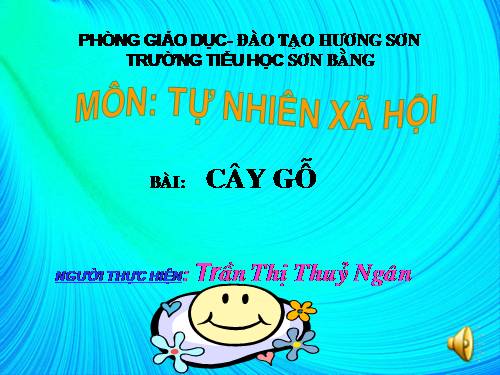 Bài 24. Cây gỗ