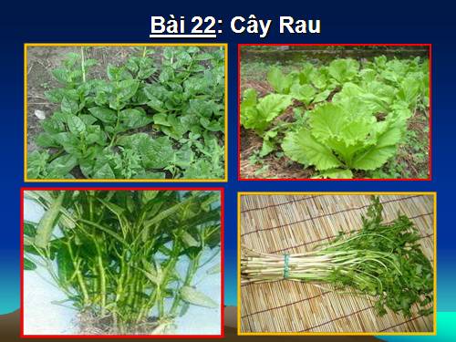 Bài 22. Cây rau