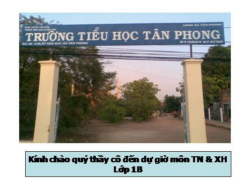 Bài 24. Cây gỗ