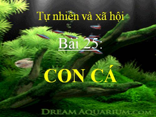 Bài 25. Con cá