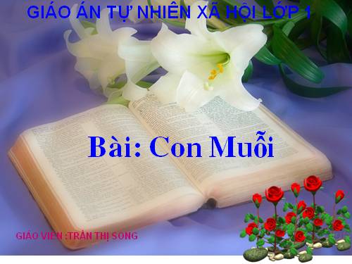 Bài 28. Con muỗi