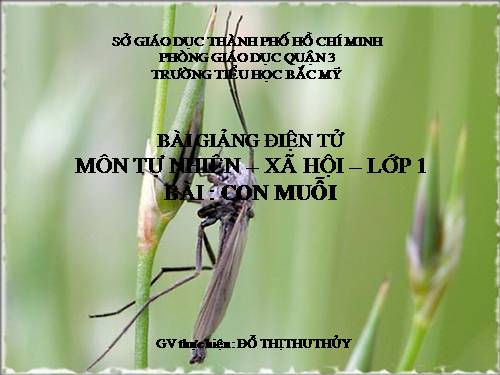 Bài 28. Con muỗi