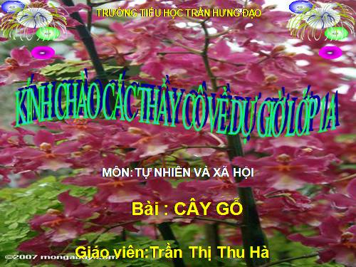 Bài 24. Cây gỗ