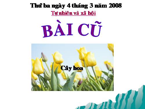 Bài 24. Cây gỗ