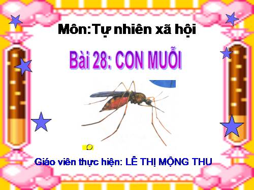 Bài 28. Con muỗi