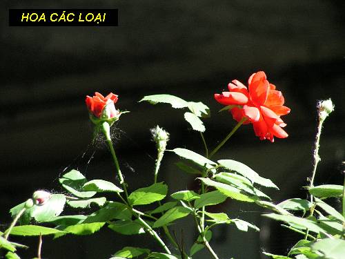 Các loài hoa thật duyên dáng làm sao!