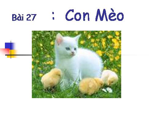 Bài 27. Con mèo