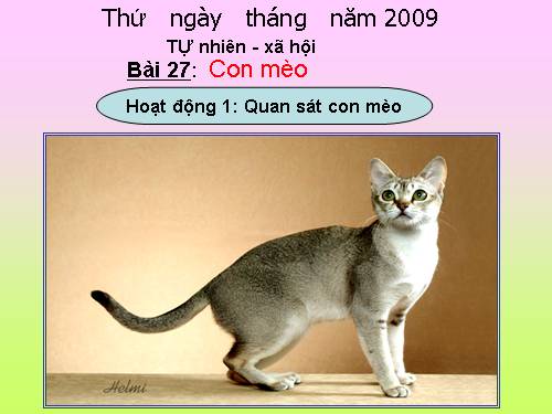 Bài 27. Con mèo