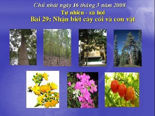 Bài 29. Nhận biết cây cối và con vật