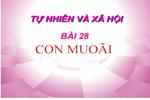 Bài 28. Con muỗi