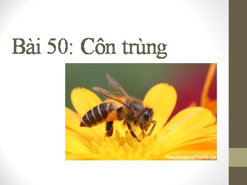 Bài 50. Côn trùng