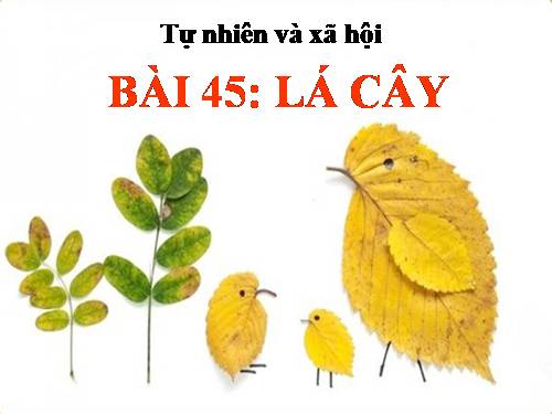 Bài 45. Lá cây