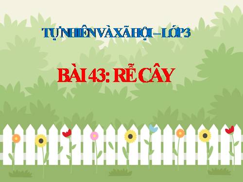 Bài 43. Rễ cây