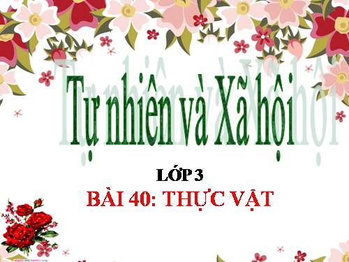 Bài 40. Thực vật