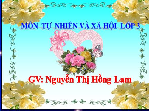 Bài 33. An toàn khi đi xe đạp