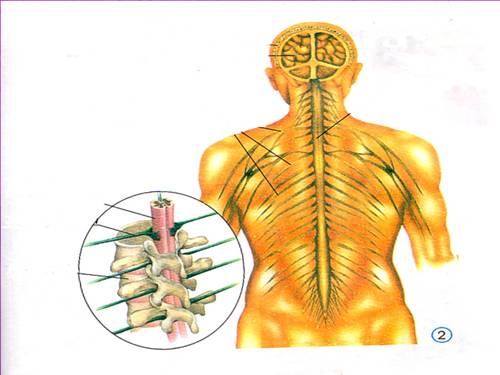 Bài 12. Cơ quan thần kinh