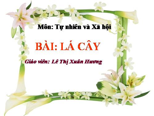 Bài 45. Lá cây