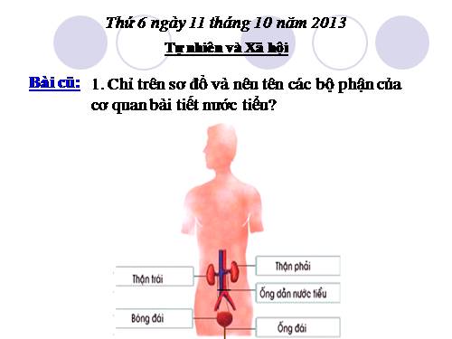 Bài 11. Vệ sinh cơ quan bài tiết nước tiểu