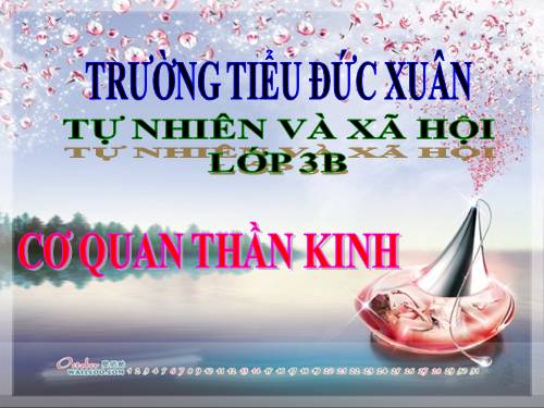 Bài 12. Cơ quan thần kinh