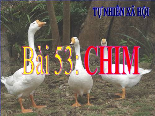 Bài 53. Chim