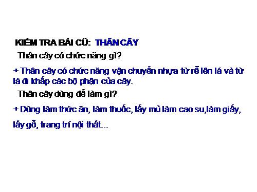 Bài 43. Rễ cây