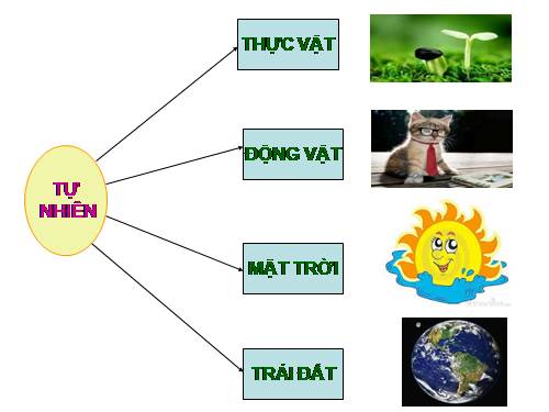 Bài 40. Thực vật