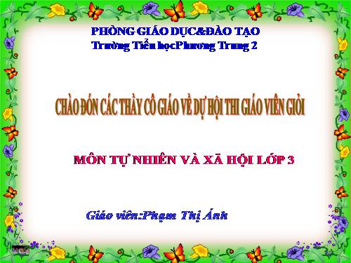 Bài 40. Thực vật