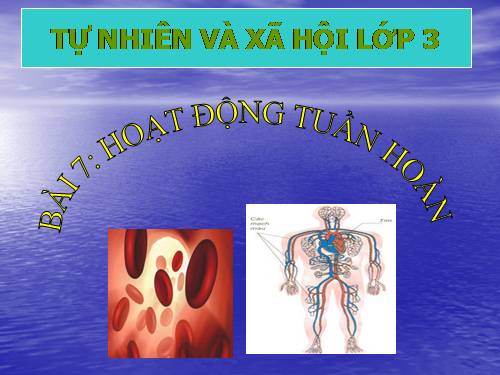 Bài 7. Hoạt động tuần hoàn