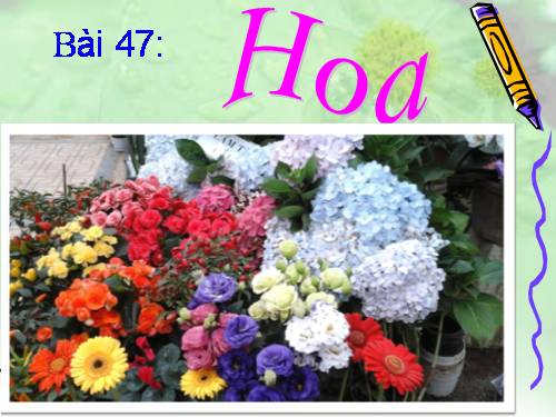 Bài 47. Hoa