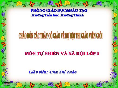 Bài 40. Thực vật