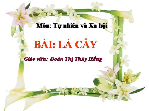 Bài 45. Lá cây