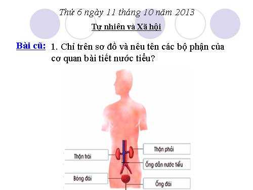 Bài 11. Vệ sinh cơ quan bài tiết nước tiểu