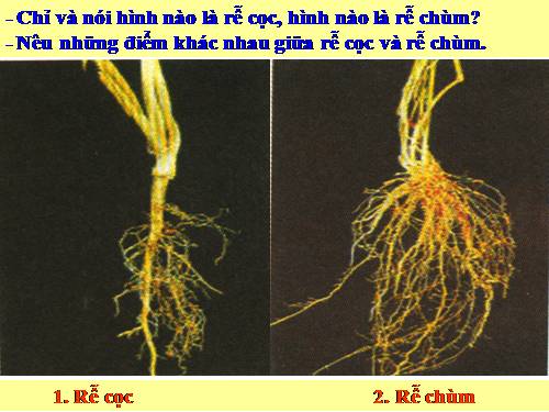 Bài 43. Rễ cây