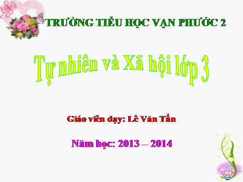 Bài 40. Thực vật