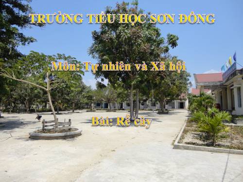 Bài 43. Rễ cây