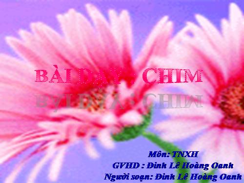 Bài 53. Chim