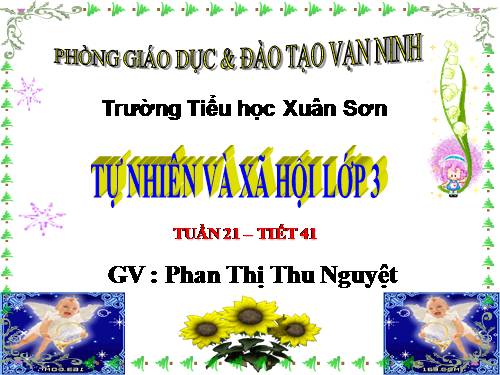 Bài 41. Thân cây