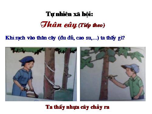 Bài 42. Thân cây (tiếp theo)