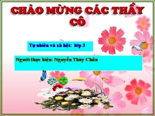 Bài 43. Rễ cây