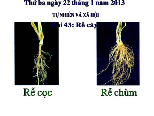 Bài 43. Rễ cây