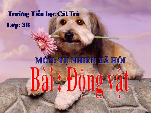 Bài 49. Động vật