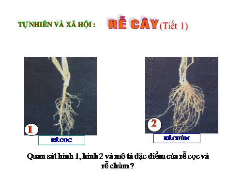 Bài 43. Rễ cây