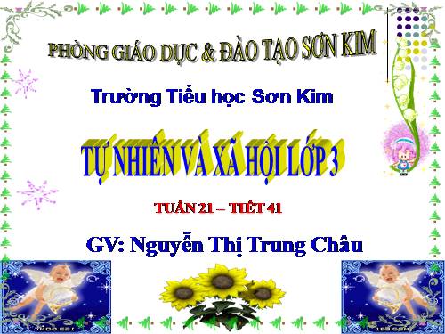 Bài 41. Thân cây