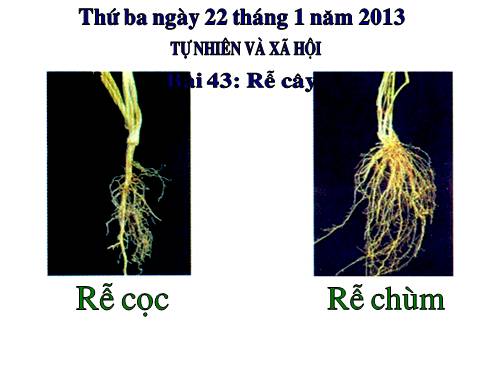 Bài 43. Rễ cây