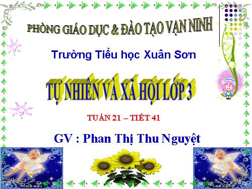 Bài 41. Thân cây