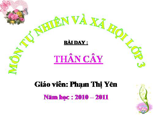 Bài 41. Thân cây